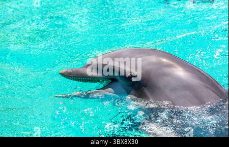 Un dauphin est un mammifère aquatique connu pour son corps profilé, son museau en forme de bec et sa nature ludique. Banque D'Images