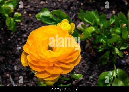 Ranunculus asiaticus, la croûte perse, est une espèce de croûte originaire de la région méditerranéenne orientale, du sud-ouest de l'Asie, du sud-est de l'EUR Banque D'Images