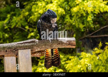 Unique en Australie, l'observation d'un cacatoès noir est toujours palpitante. Le cacatoès noir à queue rouge également connu sous le nom de cacatoès noir Banksian ou Banks. Banque D'Images