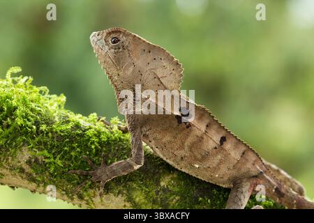 16 juin 2012, El Castillo, province d'Alajuela, Costa Rica : Corythophanes cristatus, un Iguana casqué, se trouve dans les forêts tropicales du Chiapas, au Mexique, jusqu'au nord-ouest de la Colombie. (Crédit image : © Jon G. Fuller/VW pics via ZUMA Press Wire) Banque D'Images