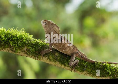 16 juin 2012, El Castillo, province d'Alajuela, Costa Rica : Corythophanes cristatus, un Iguana casqué, se trouve dans les forêts tropicales du Chiapas, au Mexique, jusqu'au nord-ouest de la Colombie. (Crédit image : © Jon G. Fuller/VW pics via ZUMA Press Wire) Banque D'Images