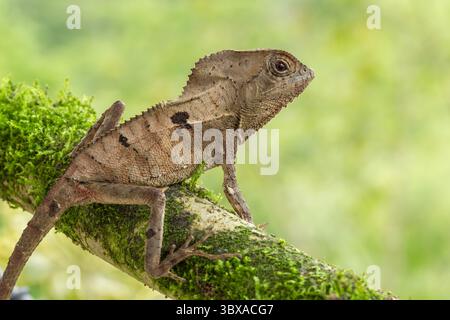 16 juin 2012, El Castillo, province d'Alajuela, Costa Rica : Corythophanes cristatus, un Iguana casqué, se trouve dans les forêts tropicales du Chiapas, au Mexique, jusqu'au nord-ouest de la Colombie. (Crédit image : © Jon G. Fuller/VW pics via ZUMA Press Wire) Banque D'Images