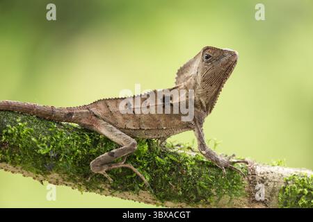 16 juin 2012, El Castillo, province d'Alajuela, Costa Rica : Corythophanes cristatus, un Iguana casqué, se trouve dans les forêts tropicales du Chiapas, au Mexique, jusqu'au nord-ouest de la Colombie. (Crédit image : © Jon G. Fuller/VW pics via ZUMA Press Wire) Banque D'Images