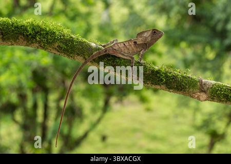 16 juin 2012, El Castillo, province d'Alajuela, Costa Rica : Corythophanes cristatus, un Iguana casqué, se trouve dans les forêts tropicales du Chiapas, au Mexique, jusqu'au nord-ouest de la Colombie. (Crédit image : © Jon G. Fuller/VW pics via ZUMA Press Wire) Banque D'Images