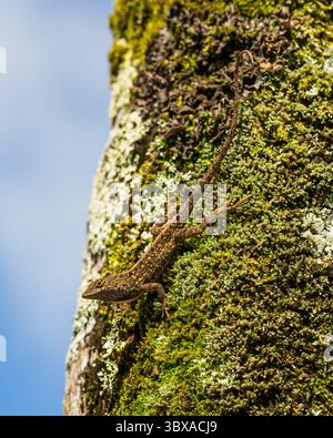 21 janvier 2018, Hawaii, États-Unis : un Anole brun, Anolis sagrei, également connu sous le nom d'Anole Bahaman sur Kauai, Hawaii. Il est originaire de Cuba et des Bahamas mais a été largement introduit ailleurs. C'est une espèce envahissante à Hawaï. (Crédit image : © Jon G. Fuller/VW pics via ZUMA Press Wire) Banque D'Images