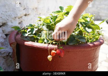 La main d'un enfant cueille doucement des fraises mûres dans un pot sous la lumière du soleil, symbolisant la fraîcheur, le jardinage et un style de vie naturel simple. Banque D'Images