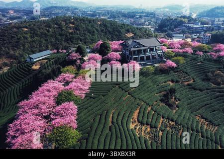 Plantation de thé vista avec des cerisiers en fleurs au lever du soleil dans la région montagneuse pittoresque au printemps Banque D'Images