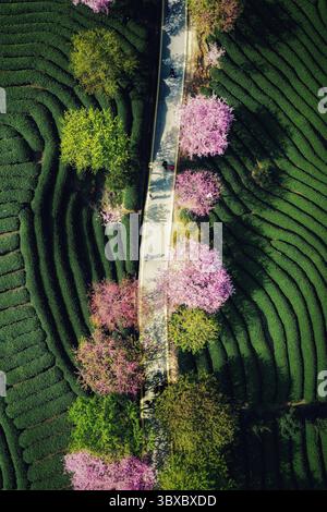 Les cerisiers en fleurs fleurissent le long des champs de thé au lever du soleil dans une vue aérienne au printemps Banque D'Images