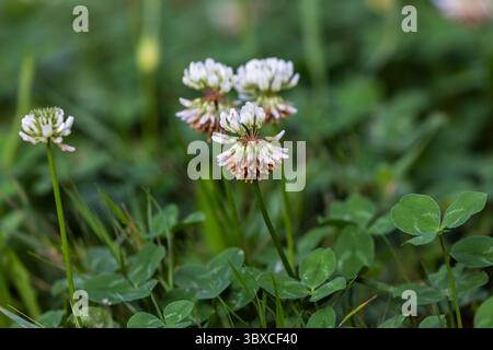 Trèfle blanc (Trifolium repens) en gros plan Bloom – Meadow Wildflower Banque D'Images