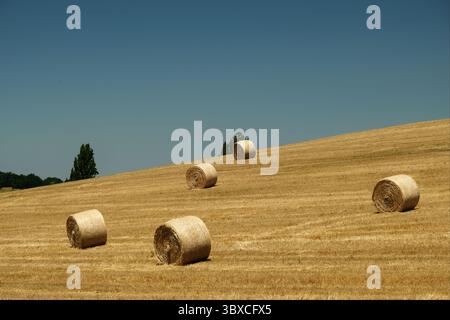 balles de paille récoltées dans le champ Banque D'Images