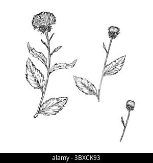 Fleurs sauvages avec des bourgeons et des feuilles, ensemble de silhouettes, croquis noir et blanc. Illustration vectorielle. Œillet, bardane, fleur de prairie, isolatedd sur Illustration de Vecteur
