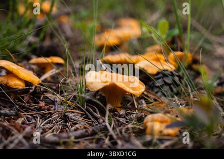 Un groupe de chanterelles pendant la cueillette des champignons dans une forêt de pins Banque D'Images