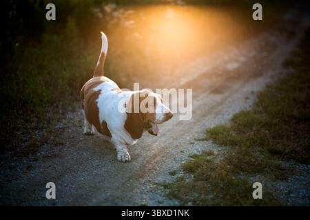 Chien à longues oreilles profitant de la promenade dans la nature du soir dans une lumière chaude Banque D'Images
