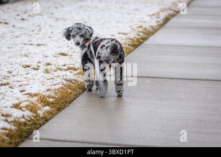 Chien caniche noir et gris en laisse marchant dans la neige de l'Utah Banque D'Images