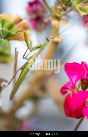 La mante priante parmi les fleurs et les feuilles colorées du jardin Banque D'Images