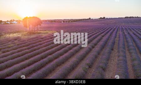 Coucher de soleil sur des rangées sans fin de champs de lavande pourpre Banque D'Images