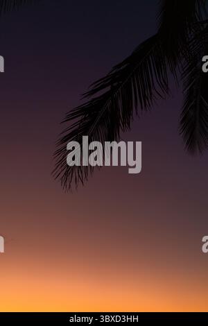 Frondes de palmier silhouettées dans un ciel de coucher de soleil orange et violet éclatant Banque D'Images