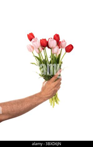 Homme tenant de belles tulipes de printemps sur fond blanc. Fleurs isolées sur fond blanc. Banque D'Images