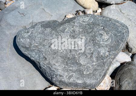 Ammonites sur Fossil Beach, Lyme Regis, Dorset, Angleterre Banque D'Images