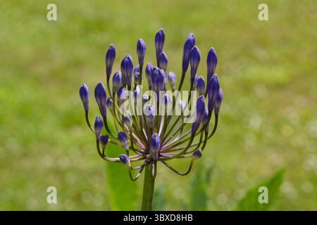 Une plante d'agapanthus sur le point d'éclater en pleine fleur en été. Banque D'Images