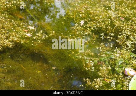 Weed étang. Blanketweed dans l'eau. Canard à la surface de l'eau. Croissance excessive des algues et autres plantes aquatiques dans un étang. Banque D'Images