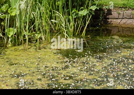 Weed étang. Croissance excessive des algues et autres plantes aquatiques dans un étang. Banque D'Images