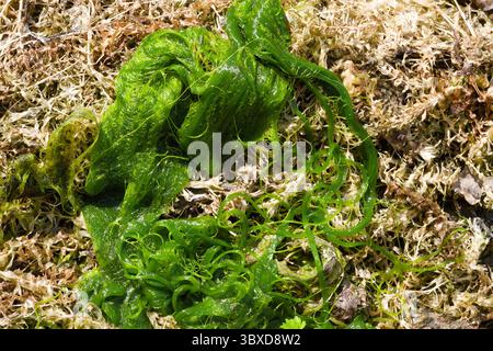 Blanketweed Pond Weed après avoir été retiré d'un étang. Croissance excessive des algues et autres plantes aquatiques dans un étang. Banque D'Images