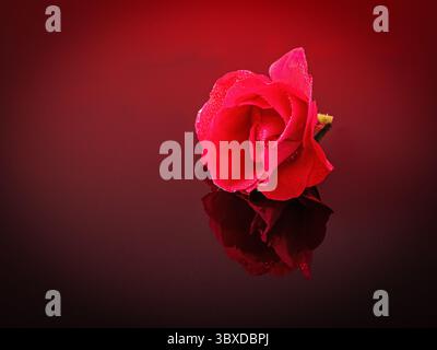 Cette photo artistique met en valeur une superbe rose rouge élégamment placée sur un fond miroir. Le reflet ajoute de la profondeur et de l'intrigue, ce qui en fait un Banque D'Images