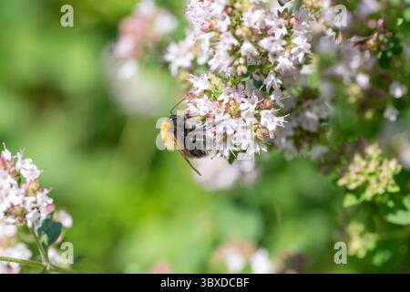 Bourdon collectant le nectar de fleur d'origan dans le jardin d'été, vue macro, processus de pollinisation, fond vert flou, couleurs naturelles vibrantes Banque D'Images
