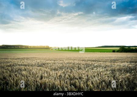 Un vaste champ de blé doré s'étend vers l'horizon sous un ciel dramatique et strié de nuages avec la lueur chaude d'un soleil couchant ou levant. Banque D'Images