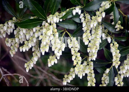 Petites fleurs Pieris en forme de cloche blanche « Forest Flame » exposées dans The Borders au RHS Garden Harlow Carr, Harrogate, Angleterre, Royaume-Uni. Banque D'Images