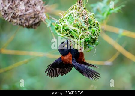 Le tisserand mâle châtaignier et noir (Ploceus castaneofuscus), espèce d'oiseau de la famille des Ploceidae. On le trouve en Afrique de l'Ouest à partir de Sierra Leone t Banque D'Images