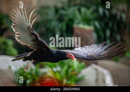 L'image en gros plan du vautour de dinde volant . C'est le plus répandu des vautours du Nouveau monde. C'est un piège et se nourrit presque exclusivement Banque D'Images