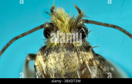 Gros plan d'une tête de papillon avec des détails et des antennes Hairy sur fond bleu Banque D'Images