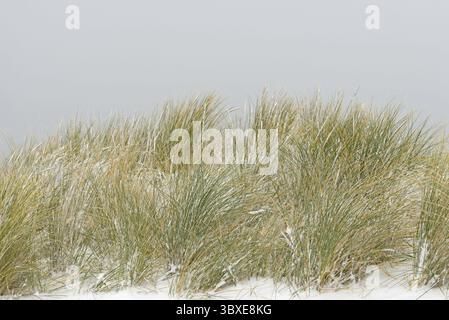 Herbe de plage (Ammophila arenaria) couverte de neige, paysage de dunes du Norddeich, mer du Nord, basse-Saxe, Allemagne Banque D'Images