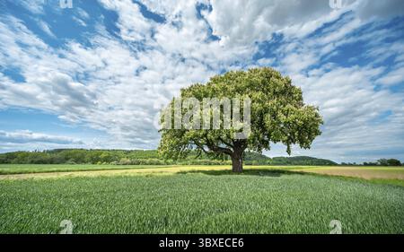 Grand marronnier solitaire fleuri entouré de champs verts sous un ciel bleu avec des nuages blancs au printemps, Pattensen, basse-Saxe, Allemagne Banque D'Images