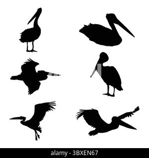 Australien Pelican formes illustration vectorielle Illustration de Vecteur