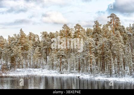 Vue sur la forêt de pins congelés et la rivière en hiver Banque D'Images