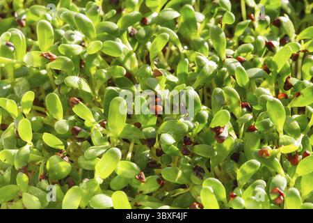 Microherbes de luzerne.Germination des Microgreens.Germination des graines à la maison.Vegan et concept de saine alimentation.Graines de luzerne germées, micro verts.Croissance Banque D'Images