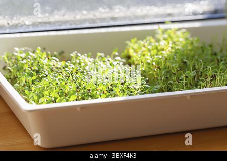 Microherbes de luzerne et de cresson.Germination des Microgreens.Germination des graines à la maison.Vegan et concept de saine alimentation.Graines de luzerne germées, micro verts Banque D'Images