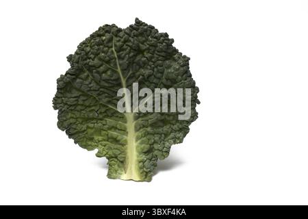 Gros plan d'une seule feuille d'une tête de chou mûre vert foncé et clair sur fond blanc comme ingrédient d'une cuisine saine Banque D'Images