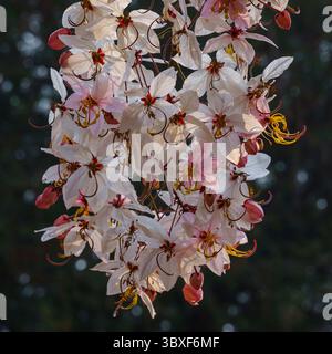 Vue rapprochée du groupe de délicates fleurs roses et blanches de l'arbre tropical cassia javanica isolé sur fond sombre Banque D'Images