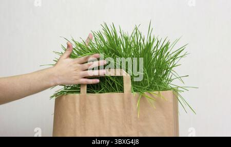Une main d'enfant tenant un sac en papier d'herbe verte. Gros plan. Maquette. Copier l'espace Banque D'Images