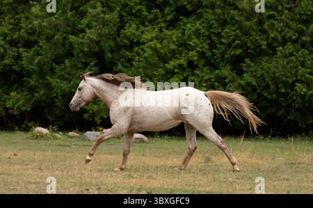Appaloosa cheval courir ou centreur dans le pâturage de champ ou prairie de la petite ferme rurale en plein air arbres verts dans l'image horizontale équine de fond Banque D'Images