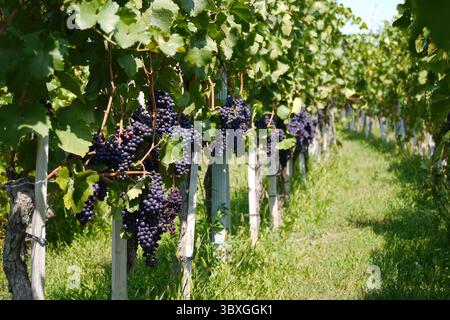 Vignoble avec des raisins mûrs violets foncés suspendus aux vignes. Concept de production de vin ou d'agriculture. Banque D'Images