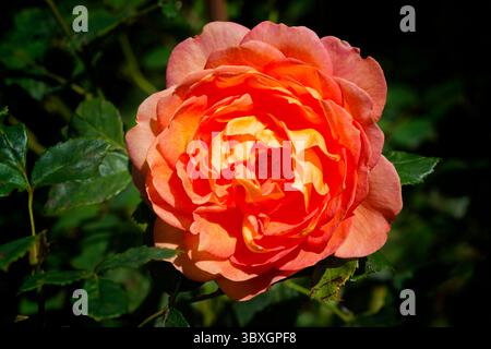 Une belle Rose orange en pleine floraison Banque D'Images