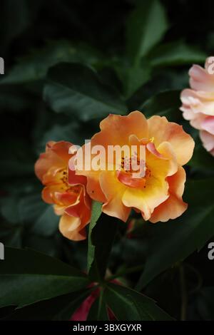Fleur avec un centre jaune et des pétales orange. La fleur est entourée de feuilles vertes. L'image a une ambiance chaleureuse et accueillante. Arrière-plan vertical. Banque D'Images