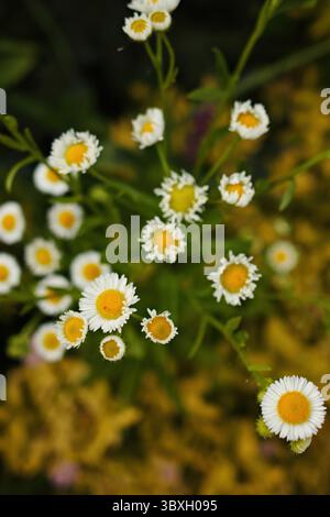 Bouquet de fleurs blanches avec des centres jaunes. Les fleurs sont dans un champ avec de l'herbe jaune. Les fleurs sont en pleine floraison et sont très jolies. Vertical Banque D'Images