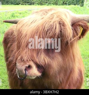 Portrait d'un jeune taureau écossais Highland avec anneau nasal Banque D'Images