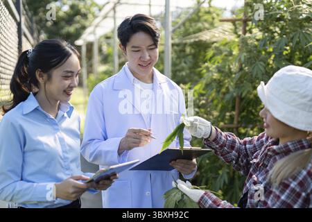 Les étudiants s'engagent dans la recherche sur le cannabis examinant la croissance des plantes dans une serre favorisant l'apprentissage et la collaboration Banque D'Images